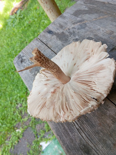 Гриб из Бронницы