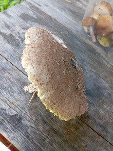 Гриб из Бронницы