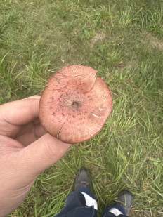 Гриб из Денисово