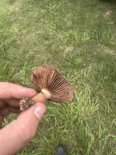 Гриб из Денисово