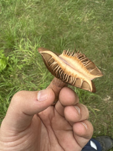 Гриб из Денисово