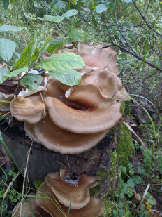 Гриб из Владимир