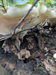 Гриб из Владимир