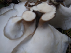 Гриб из Владимир