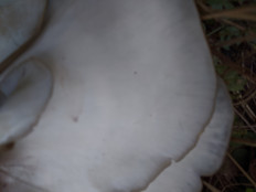 Гриб из Владимир