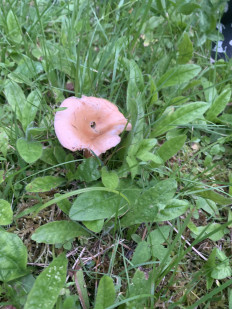 Гриб из Кольчугино