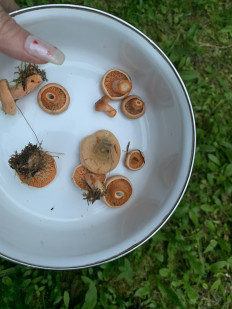 Гриб из Кольчугино