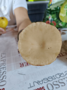 Гриб из Нижний Новгород