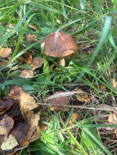 Гриб из Красноярск