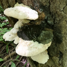 Гриб из Samara