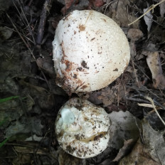 Гриб из Samara