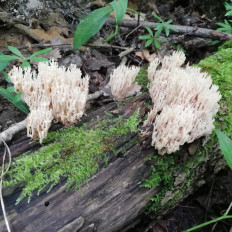 Гриб из Samara