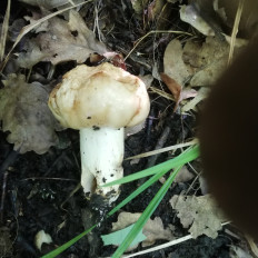 Гриб из Samara