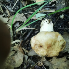 Гриб из Samara