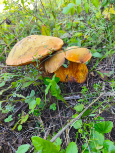 Гриб из Кузбасс