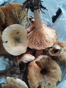 Гриб из Москва