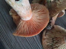 Гриб из Москва