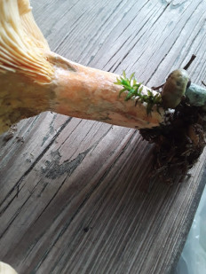 Гриб из Москва