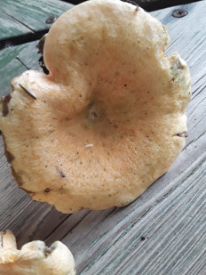 Гриб из Москва