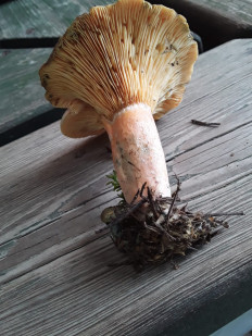 Гриб из Москва