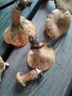 Гриб из Москва