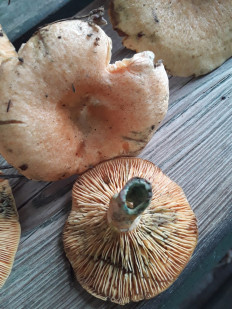 Гриб из Москва