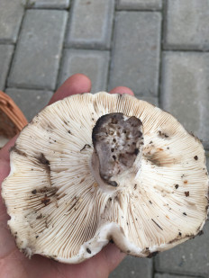 Гриб из Московская область,Балашиха