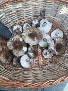 Гриб из Московская область,Балашиха