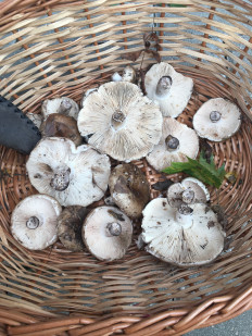 Гриб из Московская область,Балашиха