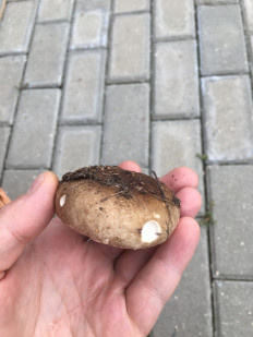 Гриб из Московская область,Балашиха