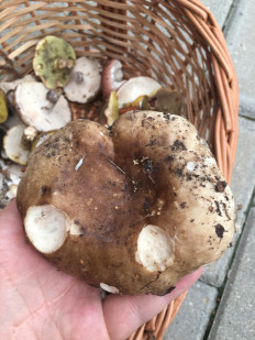 Гриб из Московская область,Балашиха