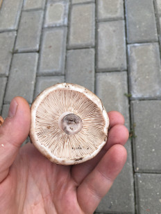 Гриб из Московская область,Балашиха