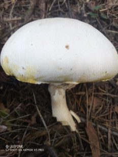 Гриб из Москва