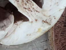 Гриб из Москва