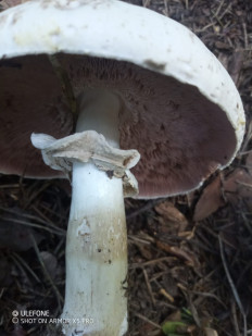 Гриб из Москва