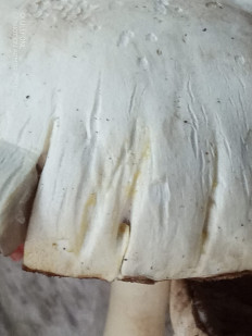 Гриб из Москва