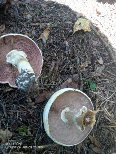 Гриб из Москва