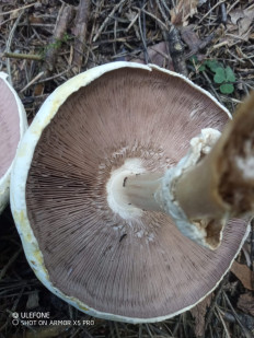 Гриб из Москва