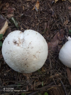 Гриб из Москва