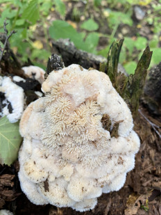 Гриб из Новосибирск