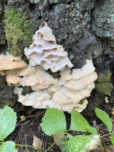 Гриб из Новосибирск