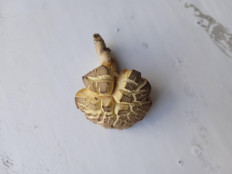 Гриб из брянск