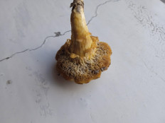 Гриб из брянск