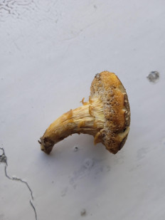 Гриб из брянск