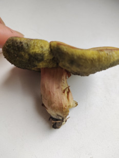 Гриб из Тула