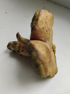 Гриб из Тула