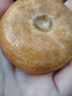 Гриб из Воронеж