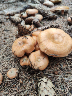 Гриб из Воронеж