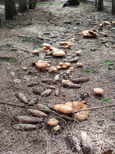 Гриб из Воронеж