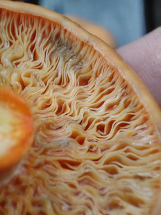 Гриб из Воронеж